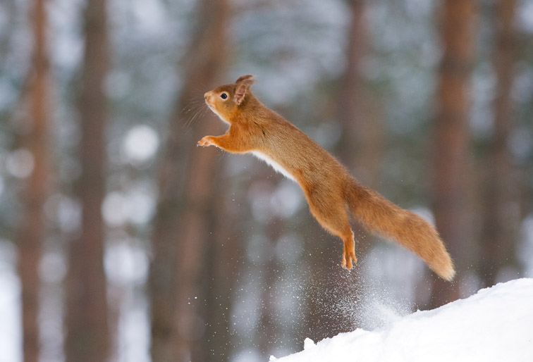 Red Squirrel Sciurus vulgaris in winter coat in snow. Scotland. January.